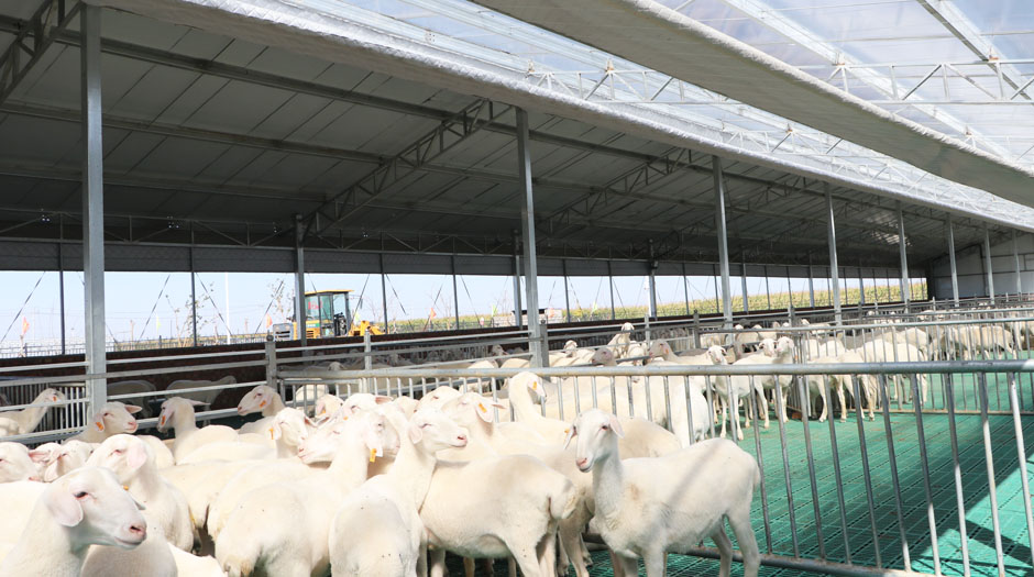 準旗羊場網站7圖940.jpg 準旗羊場網站7圖940.jpg