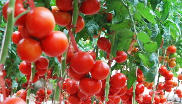 undefined “呼和浩特大棚”data-before-oversubscription-url="https://mmbiz.qpic.cn/mmbiz_jpg/efIo9dbPwcZ8bbXDd6WC6zEPEB55DmLYdiaTQ6tuicEwkZUnaETrFQWu7ry18a00eoGsoKokbdoA3ILzKD3JJNiaw/640"